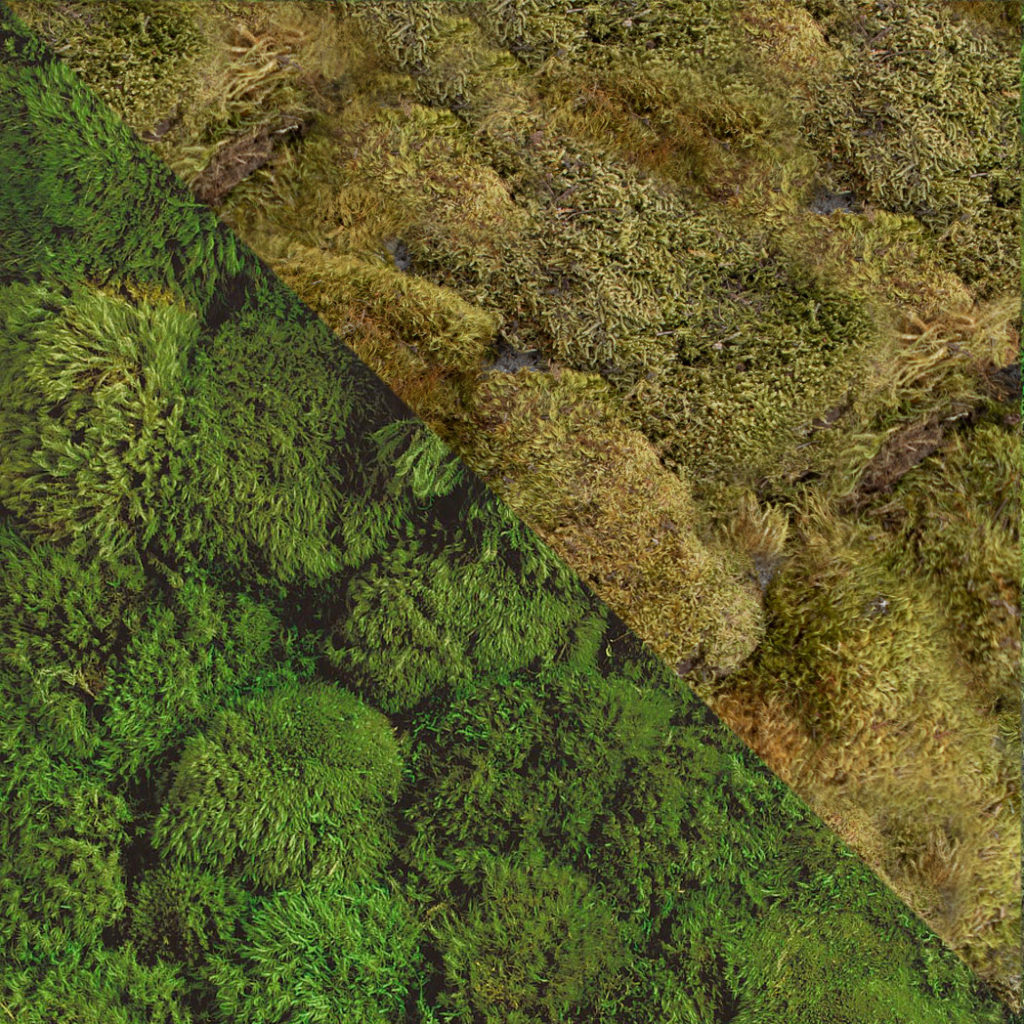 Moos Arten Euromoos Premium Moos Produzent